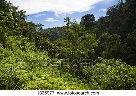 Valencia, Dumaguete, s Oriental Island, Philippines, Southeast Asia; Lush vegetation  View Large Photo Image Stock Photo - Valencia, Dumaguete, s Oriental Island, Philippines, Southeast Asia; Lush vegetation . Fotosearch