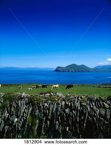 Picture - Valentia Island, Ring of Kerry, County Kerry, Ireland. Fotosearch