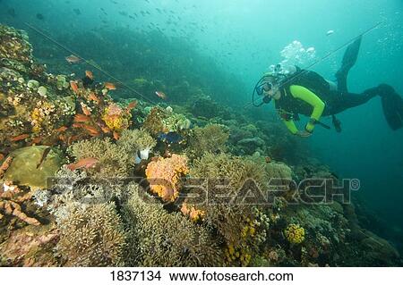Verde Island near Puerto Galera, Philippines, Southeast Asia; Scuba diver View Large Photo Image Picture - Verde Island near Puerto Galera, Philippines, Southeast Asia; Scuba diver. Fotosearch