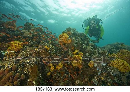 Verde Island near Puerto Galera, Philippines, Southeast Asia; Scuba diver View Large Photo Image Stock Image - Verde Island near Puerto Galera, Philippines, Southeast Asia; Scuba diver. Fotosearch