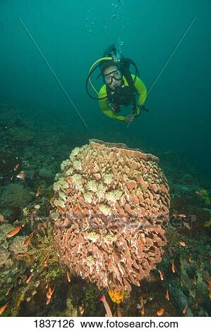 Stock Photograph - Verde Island near Puerto Galera, Philippines, Southeast Asia; Scuba diver . Fotosearch