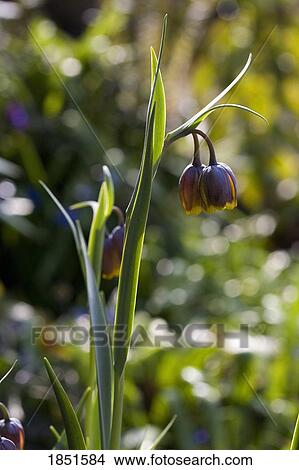 Victoria, British Columbia, Canada; Chocolate lily wildflower (Arthropodium strictum) View Large Photo Image Picture - Victoria, British Columbia, Canada; Chocolate lily wildflower (Arthropodium strictum) . Fotosearch