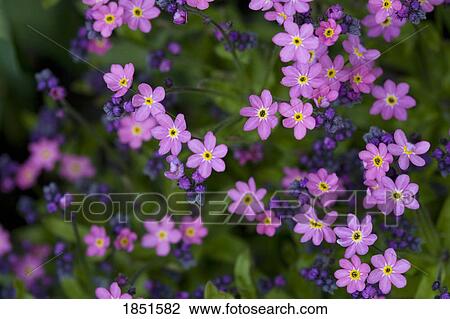 Stock Image - Victoria, British Columbia, Canada; Blooming purple flowers. Fotosearch