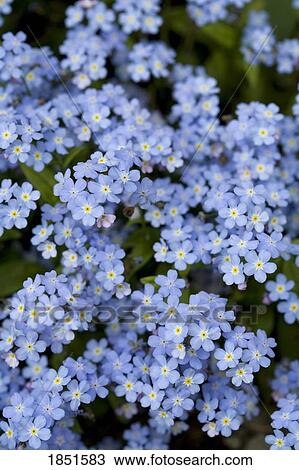 Stock Image - Victoria, British Columbia, Canada; Blooming blue flowers. Fotosearch