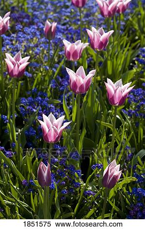 Stock Photography - Victoria, British Columbia, Canada; Pink tulips in bloom. Fotosearch