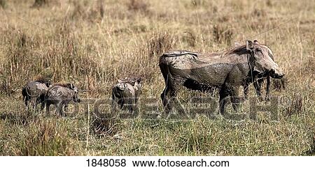 Warthogs (Phacochoerus africanus); Lake Nakuru, Lake Nakuru National Park, Kenya; Warthog Family View Large Photo Image Stock Photo - Warthogs (Phacochoerus africanus); Lake Nakuru, Lake Nakuru National Park, Kenya; Warthog Family. Fotosearch