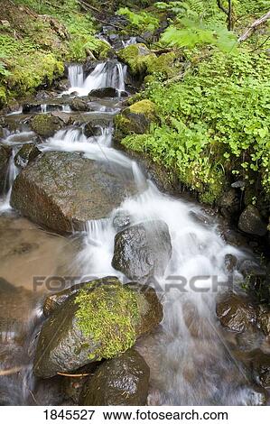 Water cascading over rocks, Mount Hood National Forest, Oregon, United States of America View Large Photo Image Stock Photo - Water cascading over rocks, Mount Hood National Forest, Oregon, United States of America. Fotosearch