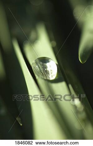Water drop on blade of grass View Large Photo Image Stock Image - Water drop on blade of grass. Fotosearch