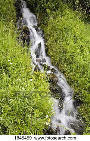 Waterfall down a lush slope, Mount Hood National Forest, Oregon, United States of America View Large Photo Image Stock Photo - Waterfall down a lush slope, Mount Hood National Forest, Oregon, United States of America. Fotosearch