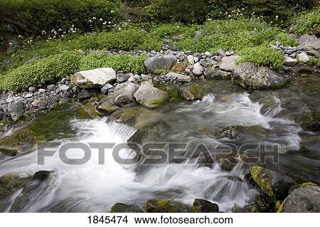 Waterfall in Paradise creek, Mount Rainier National Park, Washington, United States of America View Large Photo Image Picture - Waterfall in Paradise creek, Mount Rainier National Park, Washington, United States of America. Fotosearch