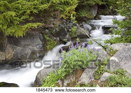 Waterfall into Paradise creek, Mount Rainier National Park, Washington, United States of America View Large Photo Image Stock Image - Waterfall into Paradise creek, Mount Rainier National Park, Washington, United States of America. Fotosearch