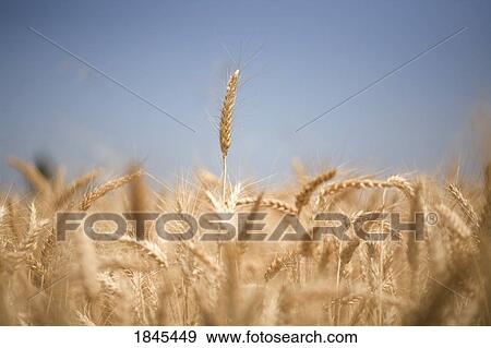 Wheat field, Oregon, USA  View Large Photo Image Stock Photo - Wheat field, Oregon, USA . Fotosearch