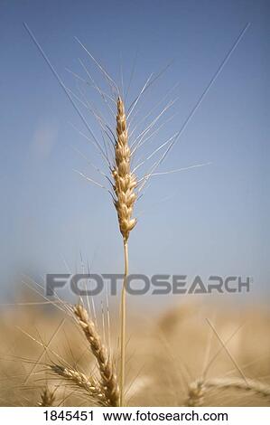 Stock Image - Wheat, Oregon, USA . Fotosearch