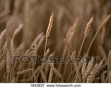 Wheat View Large Photo Image Stock Photo - Wheat. Fotosearch