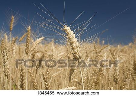 Stock Photography - Wheatfield, Oregon, USA. Fotosearch