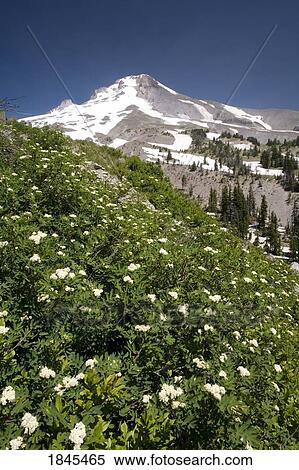Stock Photography - White flowers on the side of a mountain, Mount Hood National Forest, Oregon, United States of America. Fotosearch
