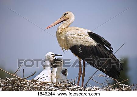 Picture - White Stork (Ciconia ciconia), Turkey . Fotosearch