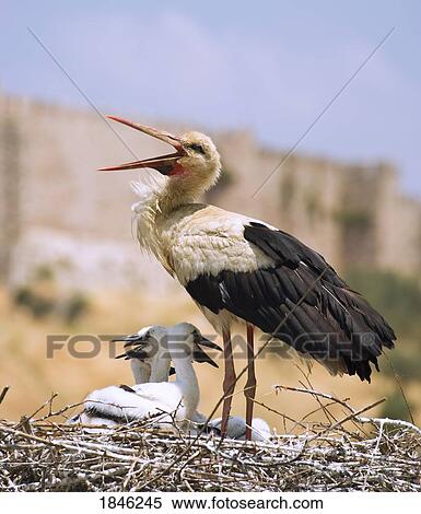 Stock Photography - White Stork (Ciconia ciconia), Turkey . Fotosearch