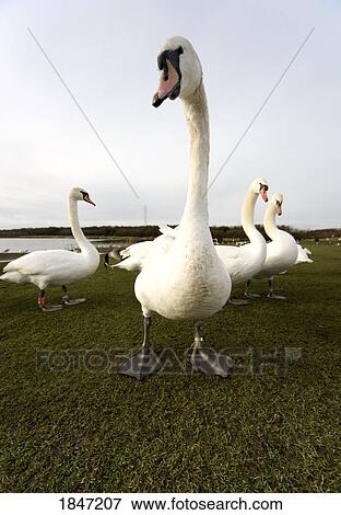 Stock Photo - White swans (Anatidae Cygnus); A colony of swans. Fotosearch