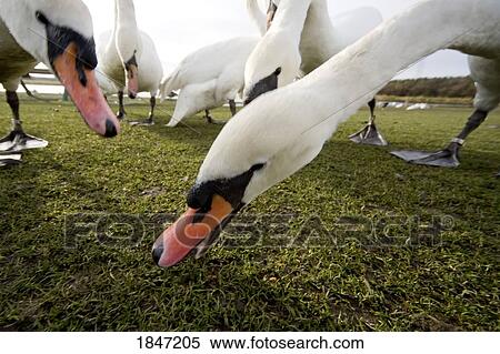 Stock Photography - White swans; Birds eating. Fotosearch