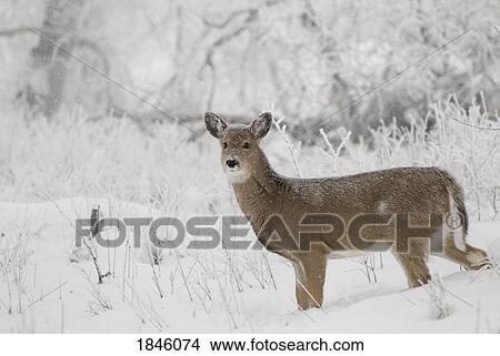 White-tailed deer (Odocoileus virginianus) in the snow View Large Photo Image Picture - White-tailed deer (Odocoileus virginianus) in the snow. Fotosearch