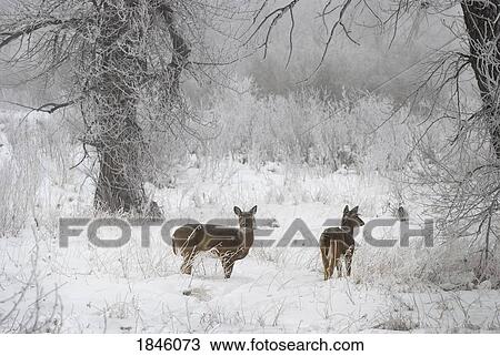 White-tailed deer (Odocoileus virginianus) in the snow View Large Photo Image Stock Image - White-tailed deer (Odocoileus virginianus) in the snow. Fotosearch