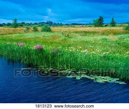 Stock Image - Wild Flowers & Reeds, River Shannon, County Leitrim, Ireland.. Fotosearch