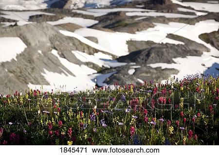 Stock Image - Wildflowers along a snowy mountain, Paradise Park, Mount Rainier National Park, Washington, United States of America. Fotosearch