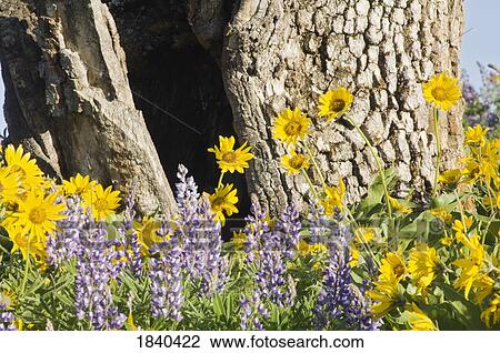 Stock Image - Wildflowers, Columbia River Gorge, Oregon, USA . Fotosearch