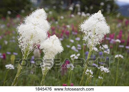 Stock Photograph - Wildflowers, Mount Rainier National Park, Washington State, USA . Fotosearch