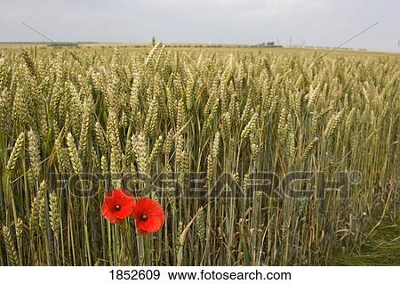 Stock Photo - Wildflowers; Poppies beside grain field. Fotosearch