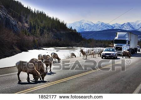 Stock Photo - Wildlife on highway. Fotosearch