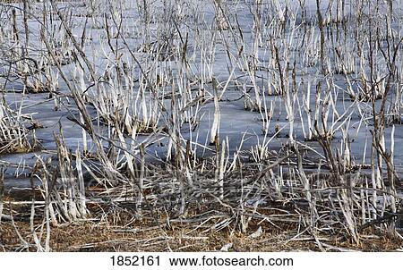 Stock Image - Winter ground. Fotosearch