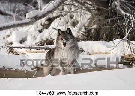 Stock Image - Wolf in the snow. Fotosearch