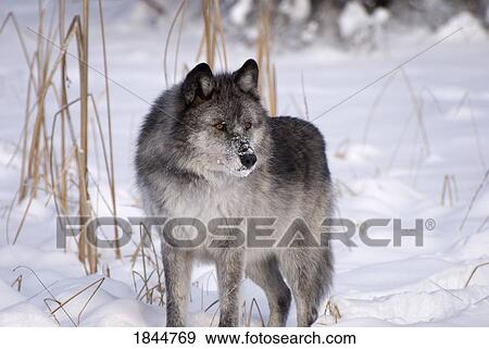Stock Photo - Wolf in the snow. Fotosearch