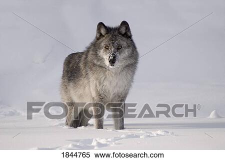 Wolf in the snow View Large Photo Image Stock Photography - Wolf in the snow. Fotosearch