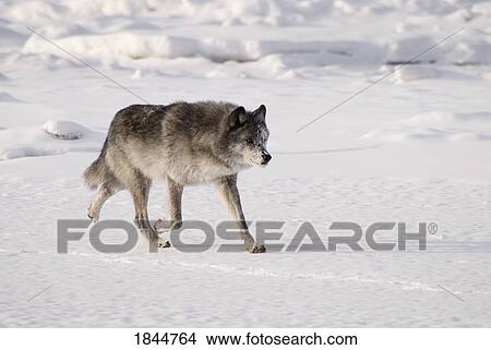 Wolf running in the snow View Large Photo Image Picture - Wolf running in the snow. Fotosearch