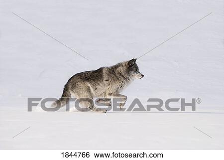 Wolf running in the snow View Large Photo Image Stock Photograph - Wolf running in the snow. Fotosearch