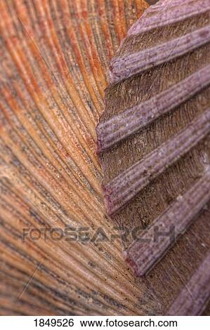 Wood grain texture View Large Photo Image Stock Photograph - Wood grain texture. Fotosearch