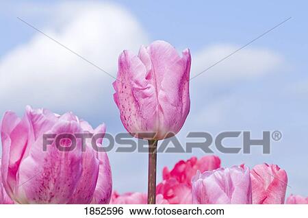 Woodburn, Oregon, USA; Pink tulips in bloom View Large Photo Image Stock Photograph - Woodburn, Oregon, USA; Pink tulips in bloom. Fotosearch