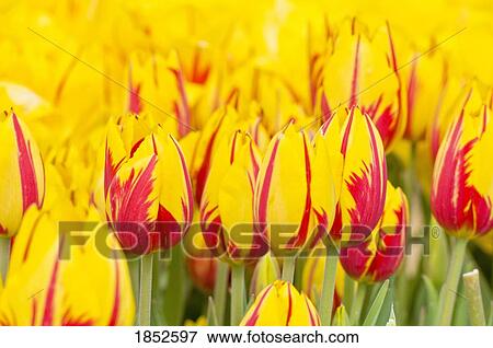 Woodburn, Oregon, USA; Yellow and red tulips in bloom View Large Photo Image Stock Photo - Woodburn, Oregon, USA; Yellow and red tulips in bloom. Fotosearch