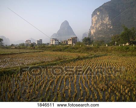 Stock Image - Yangshou, Guilin, Guangxi Province, China; Rice crops. Fotosearch