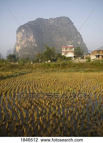 Yangshou, Guilin, Guangxi Province, China; Rice crops View Large Photo Image Stock Image - Yangshou, Guilin, Guangxi Province, China; Rice crops. Fotosearch