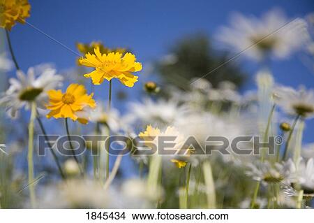 Picture - Yellow flowers. Fotosearch