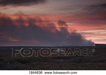Stock Photograph - Yorkshire, England; Controlled burning of heather and sheep. Fotosearch