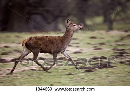 Yorkshire, England; Deer foal running View Large Photo Image Stock Photo - Yorkshire, England; Deer foal running. Fotosearch