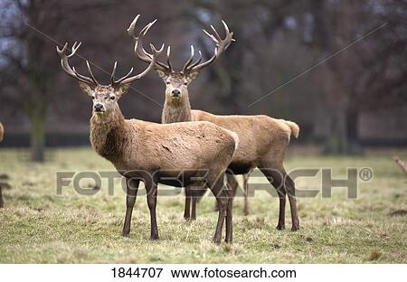 Yorkshire, England; Deer standing in a field View Large Photo Image Stock Photo - Yorkshire, England; Deer standing in a field. Fotosearch
