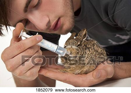 Young man and a baby rabbit; Young man feeding a baby rabbit View Large Photo Image Stock Photo - Young man and a baby rabbit; Young man feeding a baby rabbit. Fotosearch