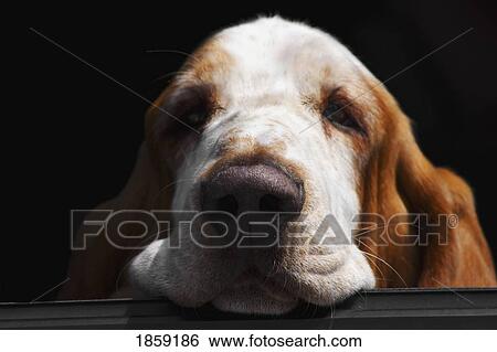 Stock Photograph - A Basset Hound resting his head. Fotosearch