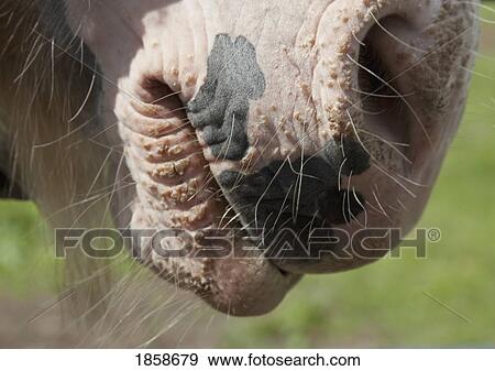 Stock Photo - A horse mouth. Fotosearch
